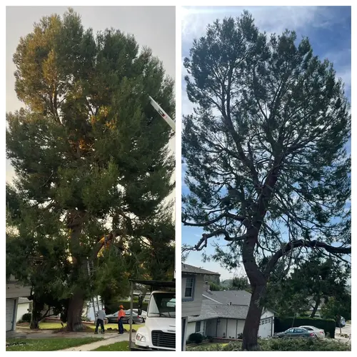 Dario Tree Trimming to Keep Your Pines Strong and Stunning 