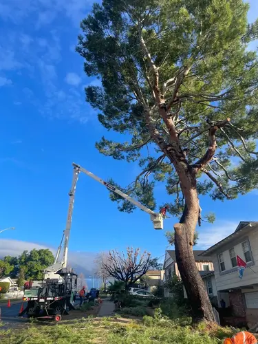 Hiring Professionals for Tree and Stump Removal