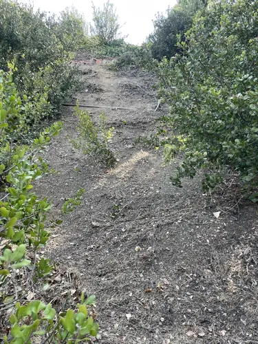 Cleared hillside in Sylmar showing brush removal and wildfire mitigation by Dario Tree Trimming