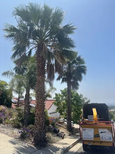 Dario Tree Trimming team providing emergency tree removal services in Burbank, CA