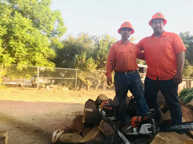 Dario Tree Trimming team with chainsaws after tree removal in Sylmar
