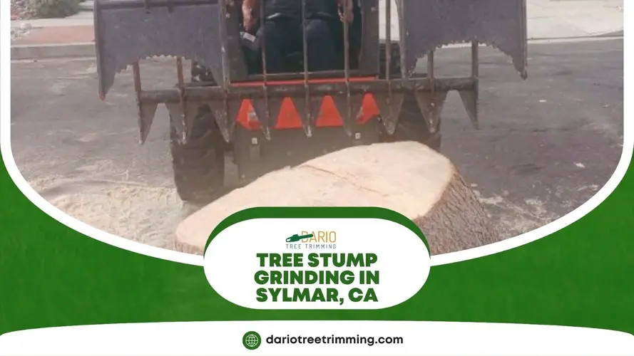 Equipment performing tree stump grinding on a large stump in a residential area