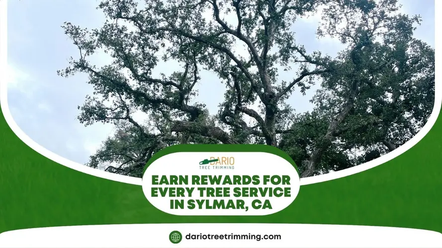 Large oak tree with referral rewards message for tree services in Sylmar by Dario Tree Trimming