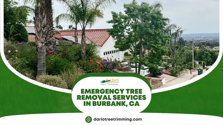 Scenic Burbank neighborhood with dense trees, highlighting Dario Tree Trimming’s emergency tree removal services