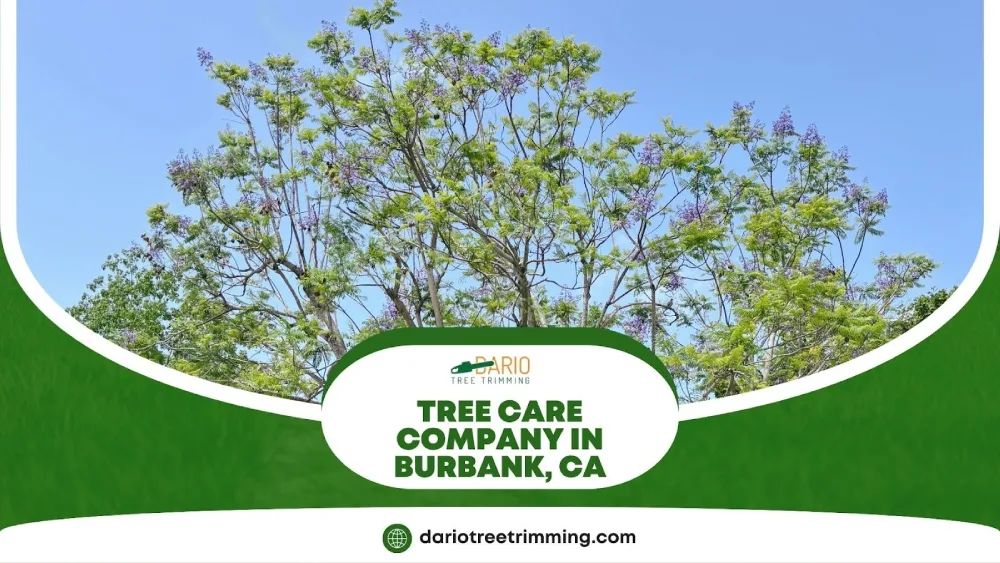 Tall jacaranda tree in full bloom under a bright blue sky, promoting professional tree care services