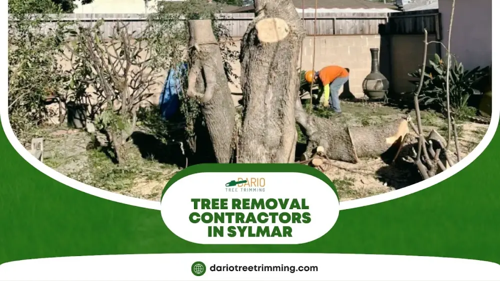 Dario Tree Trimming providing professional tree removal in Sylmar backyard