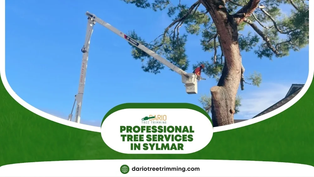 Expert tree trimming in Sylmar with safe crane services by Dario Tree Trimming