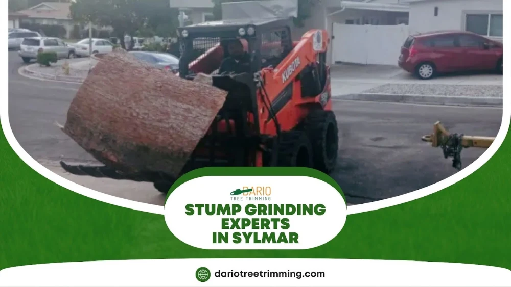 Professional stump removal in Sylmar with advanced equipment