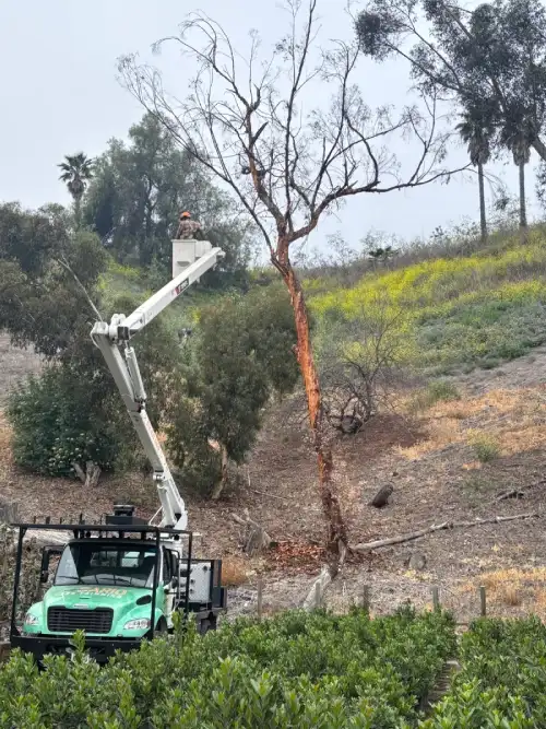 Professional tree removal in Sylmar using crane and safety equipment