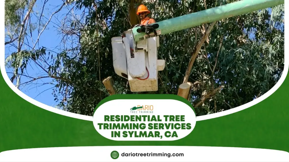 Residential tree trimming services in Sylmar by professional arborist