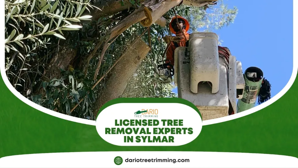 Skilled Sylmar tree removal team safely clearing overgrown trees