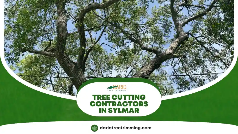 Tree cutting contractors in Sylmar working on an unhealthy tree