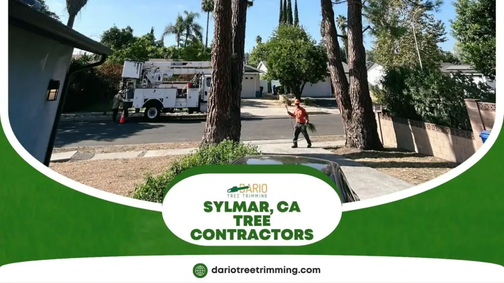 Dario Tree Trimming team performing residential tree service in Sylmar