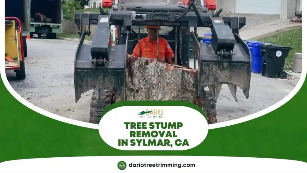 Tree stump being lifted by equipment during removal service in Sylmar