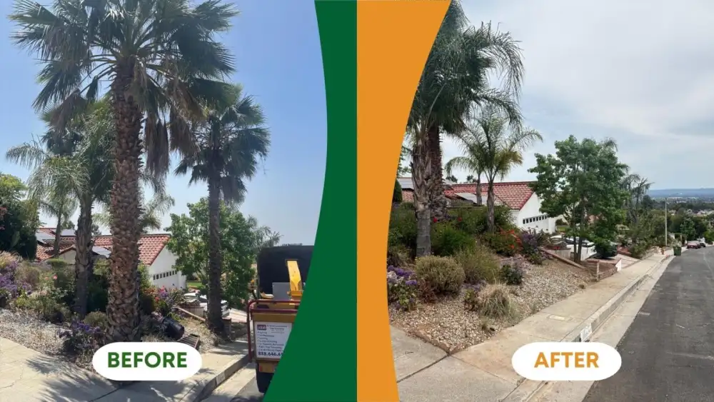 Before and after view showing tree removal improving a Sylmar home’s landscape