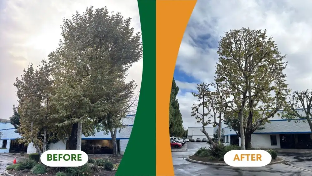 Pruned tree standing tall with light foliage against a cloudy background