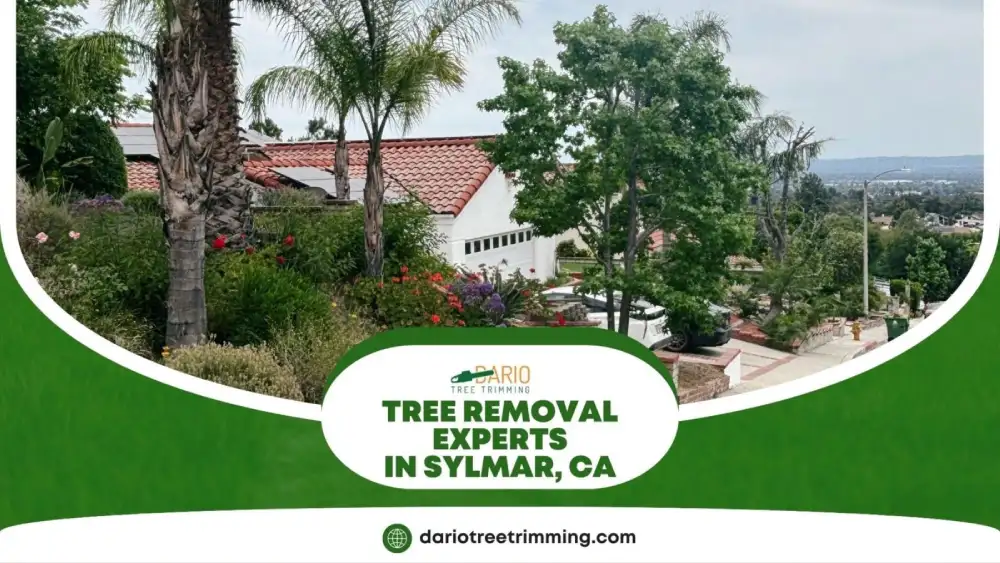 Sylmar neighborhood view highlighted by trusted tree removal experts