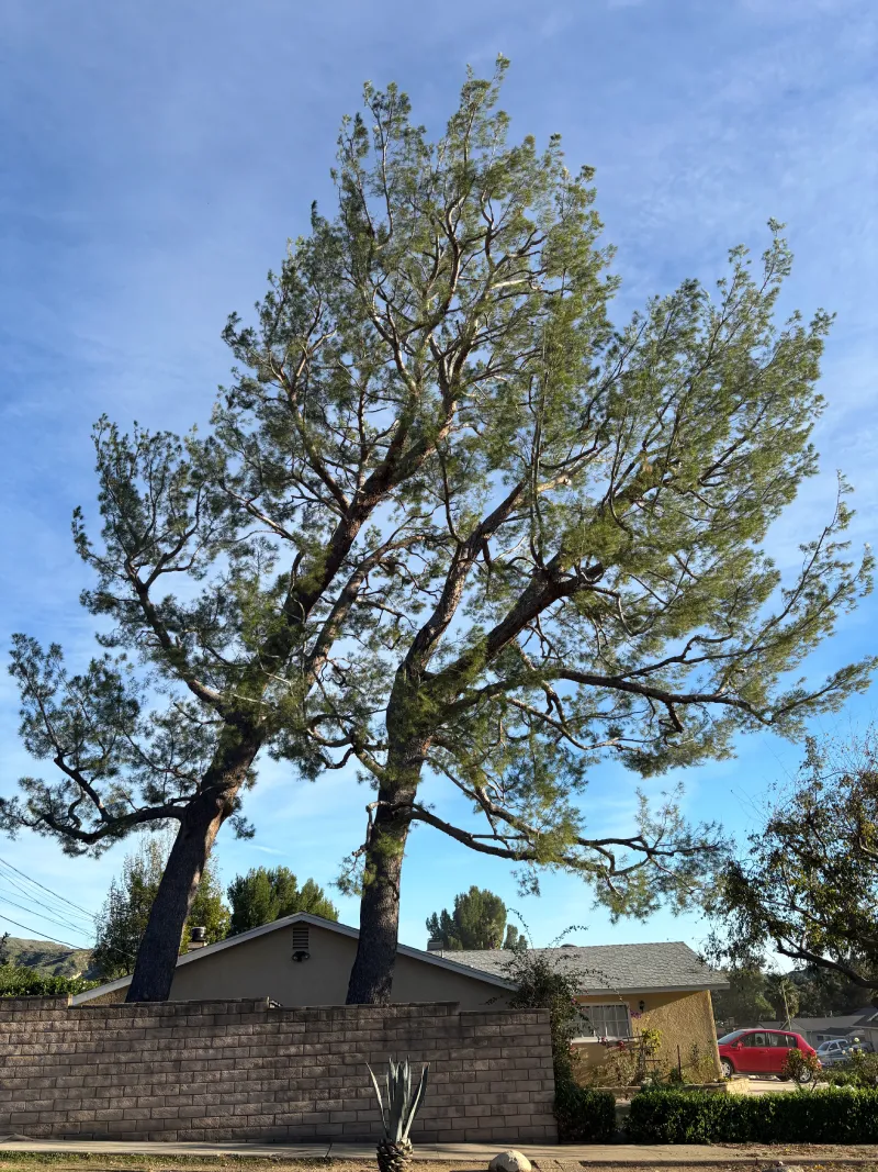 After Pine Tree Trimmed 3
