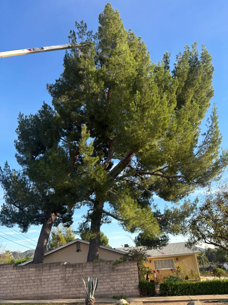 Before Pine Tree Trimmed 3 Before Pine Tree Trimmed - Top Tree Timming Company in Sylmar, CA