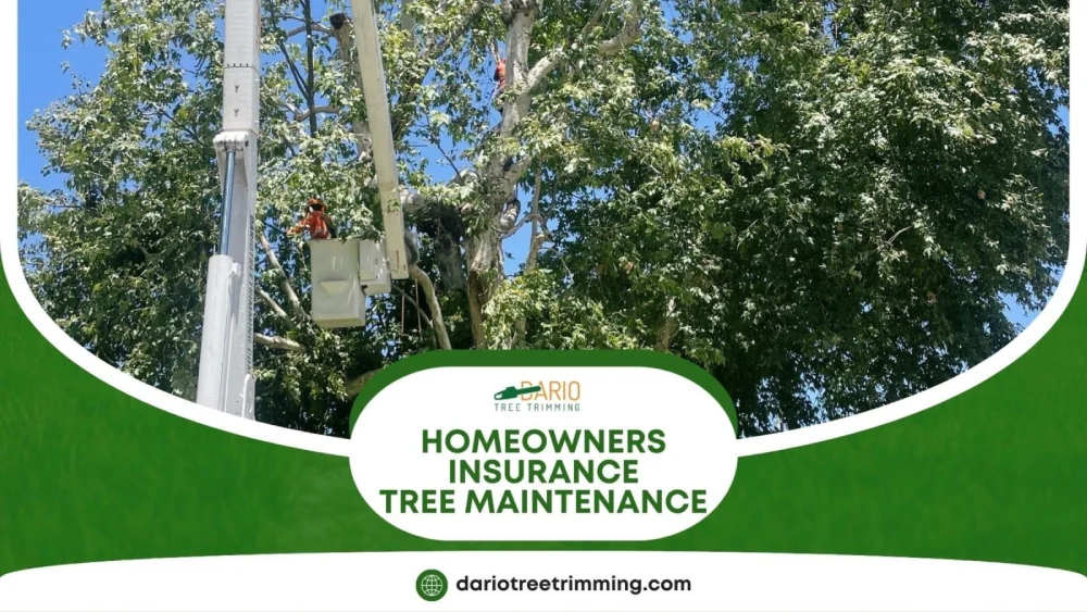 Professional tree maintenance reducing insurance risk in Sylmar CA