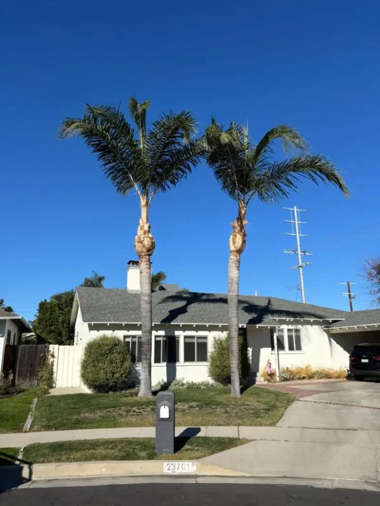 Residential trees maintained to reduce insurance risk in Sylmar CA