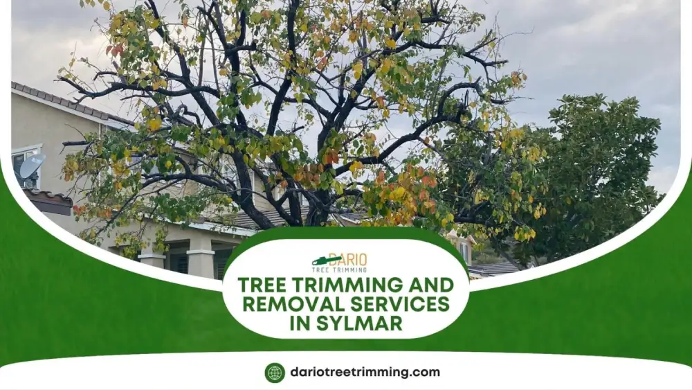 Tree trimming and removal services for a residential home in Sylmar