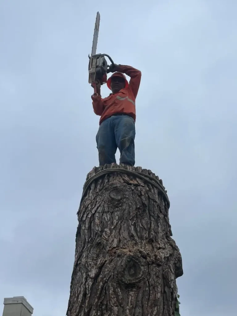 Tree trimming and removal work performed by trained arborist