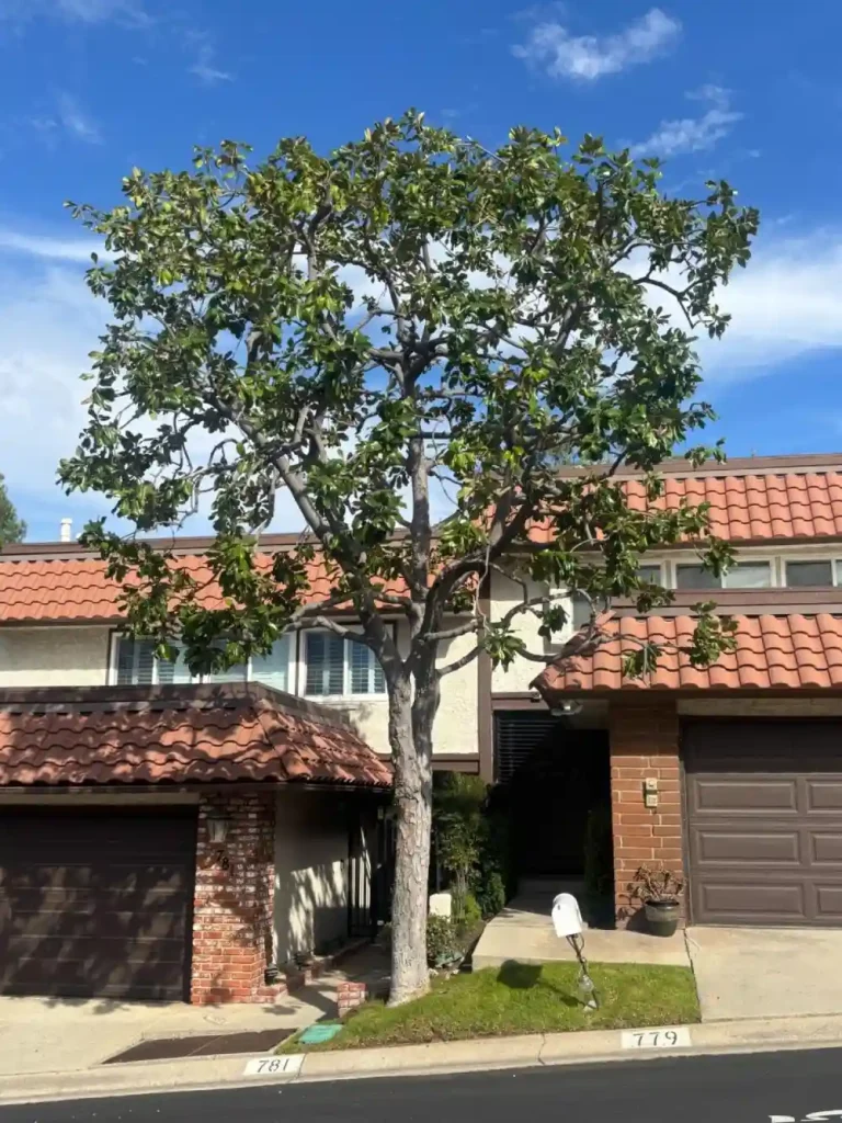 Professional tree care equipment used for preventive trimming