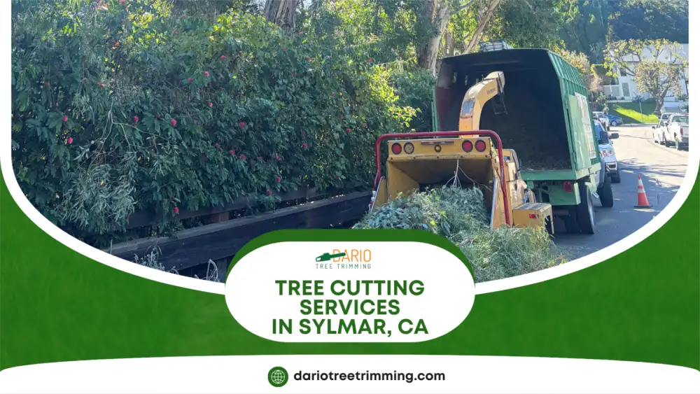 Professional tree cutting removing hazardous branches in Sylmar