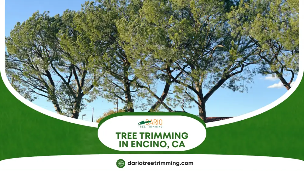 Professionally trimmed trees on church grounds in Encino, CA