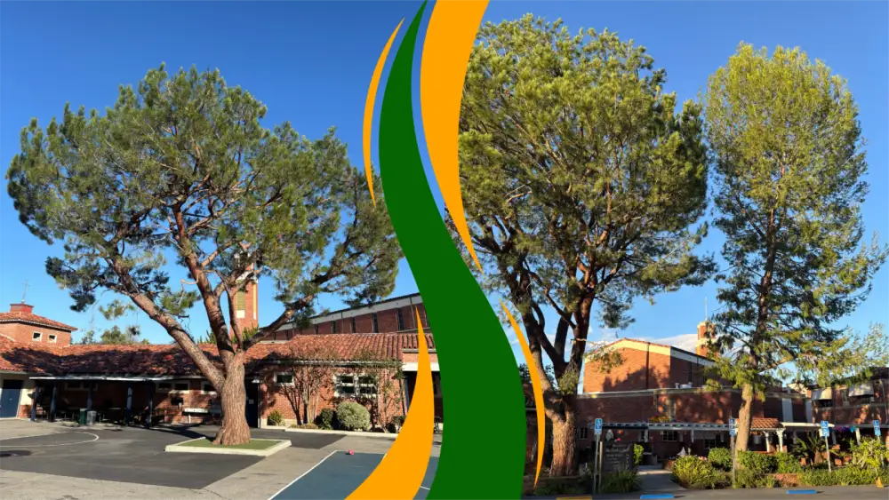 Tree trimming improving usability of community grounds in Encino