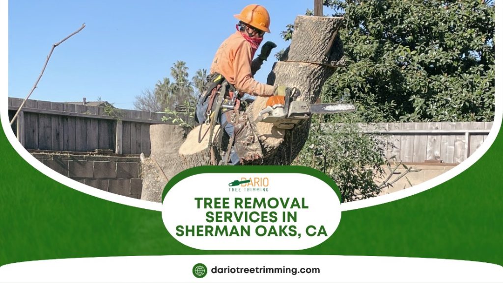 tree removal services in Sherman Oaks