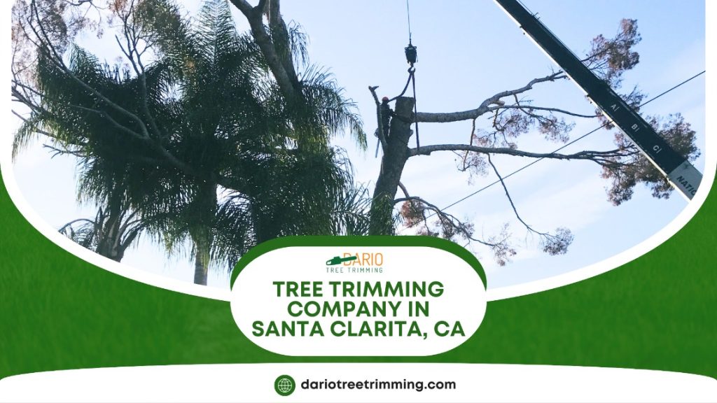 tree trimming company in Santa Clarita