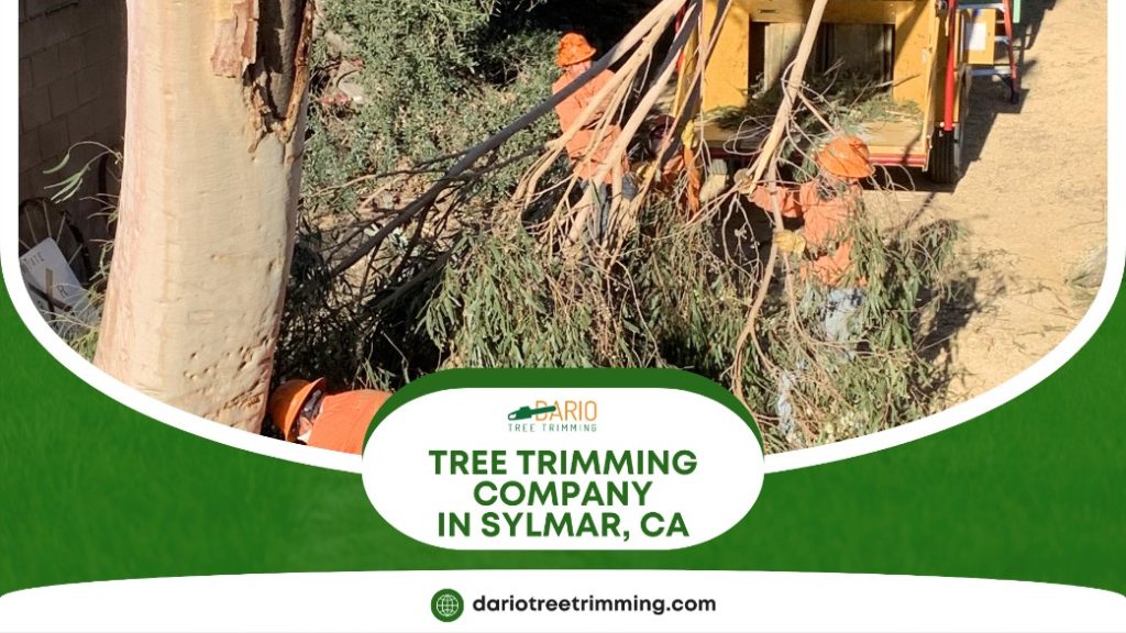 tree trimming company in Sylmar