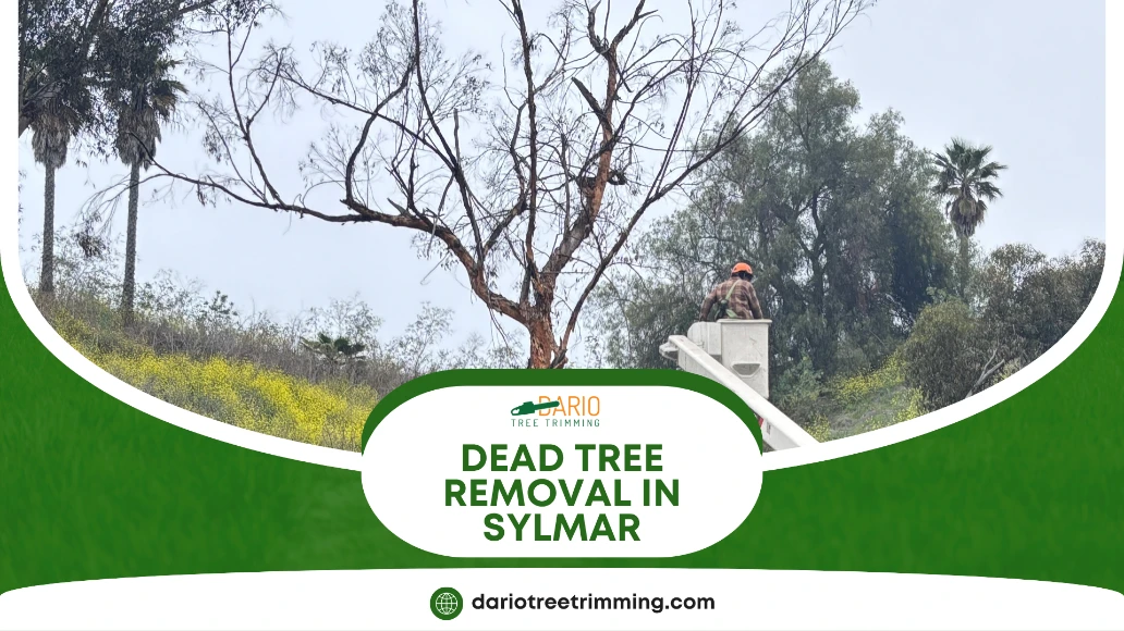 dead tree removal in Sylmar