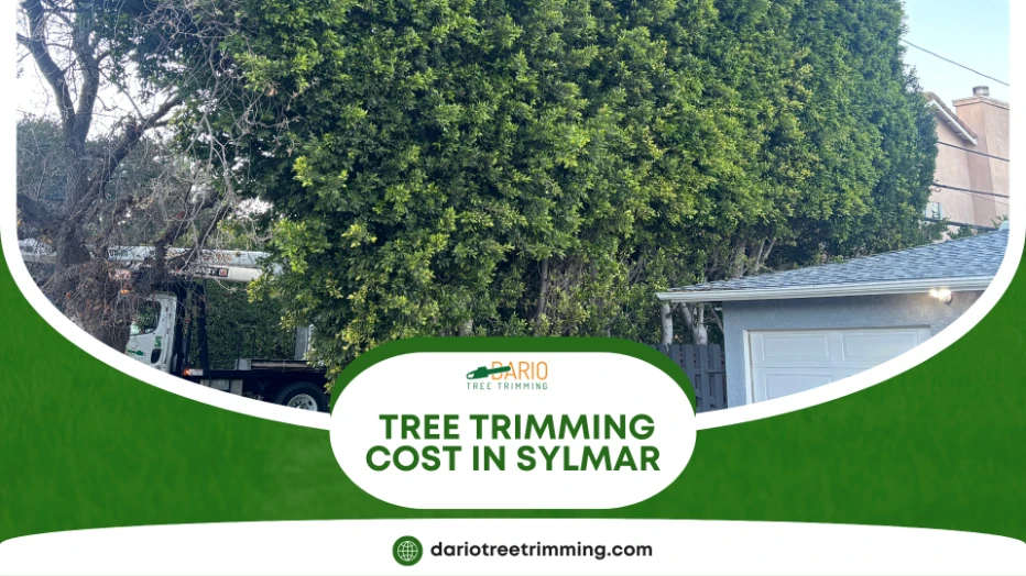 tree trimming in Sylmar (1)