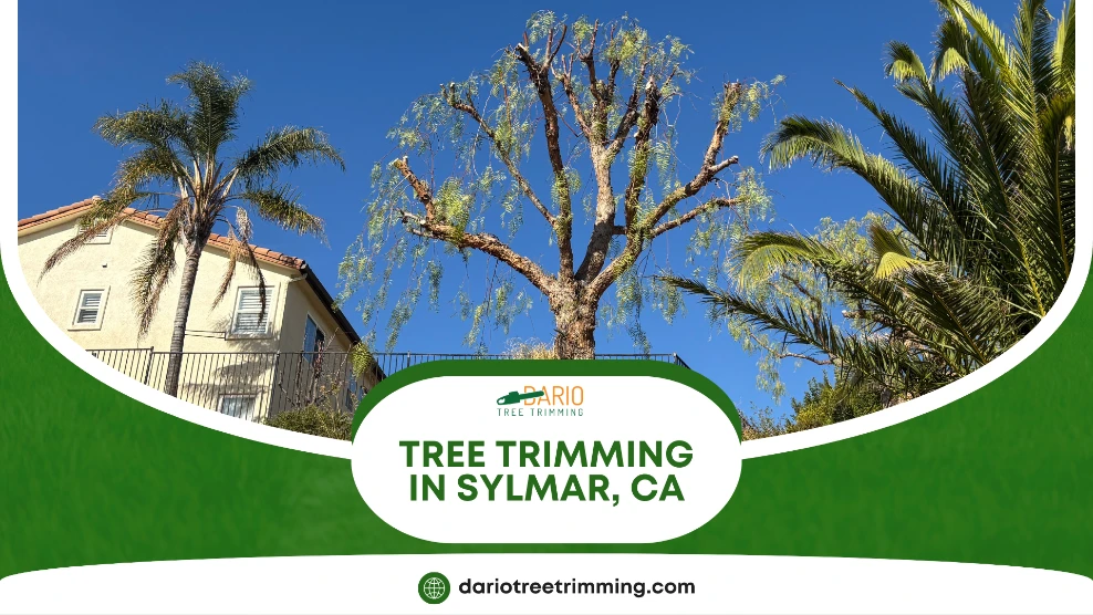 tree trimming in Sylmar