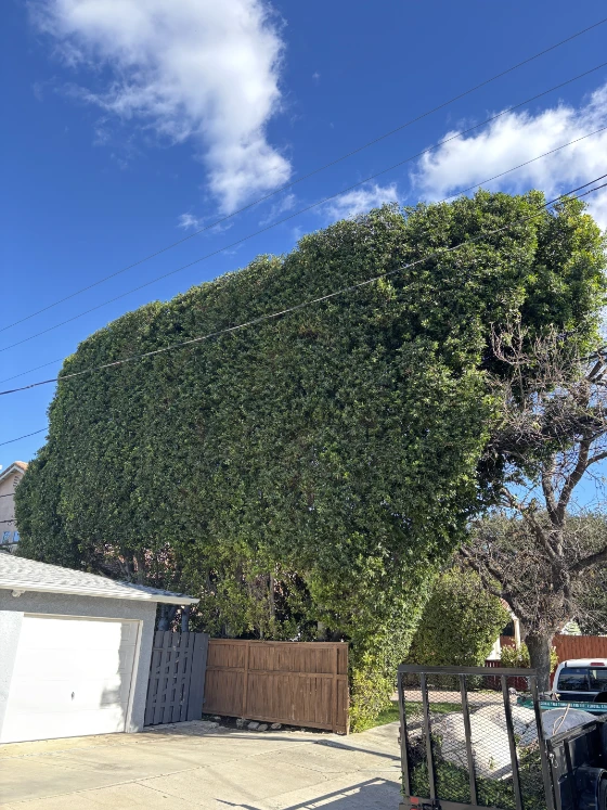 tree trimming services Sylmar