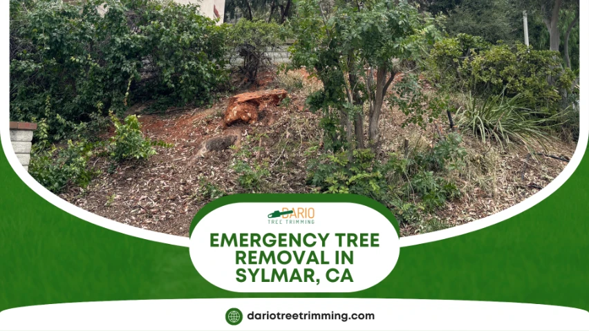 emergency tree removal in Sylmar