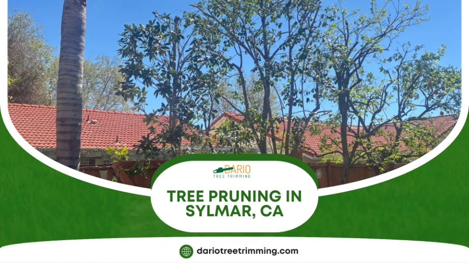 tree pruning in Sylmar