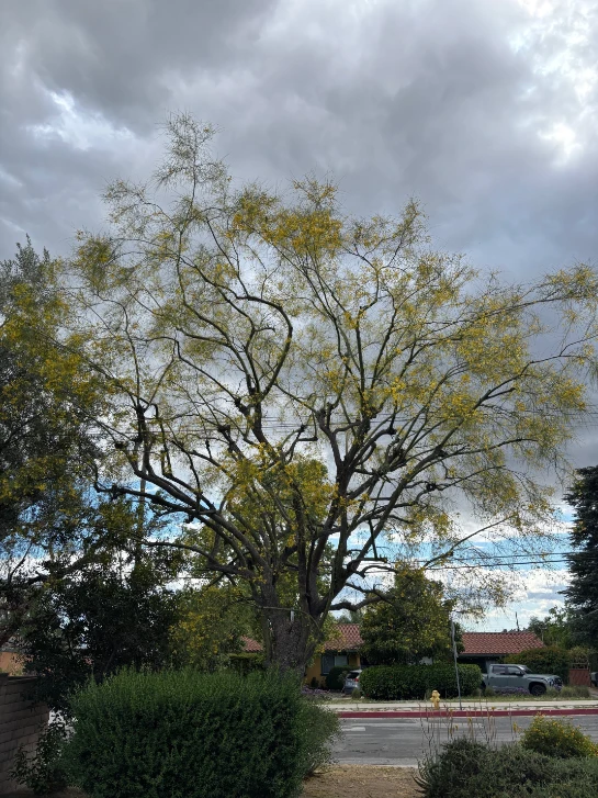 tree pruning services in Sylmar