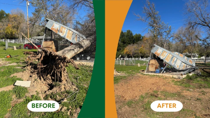 tree removal Sylmar