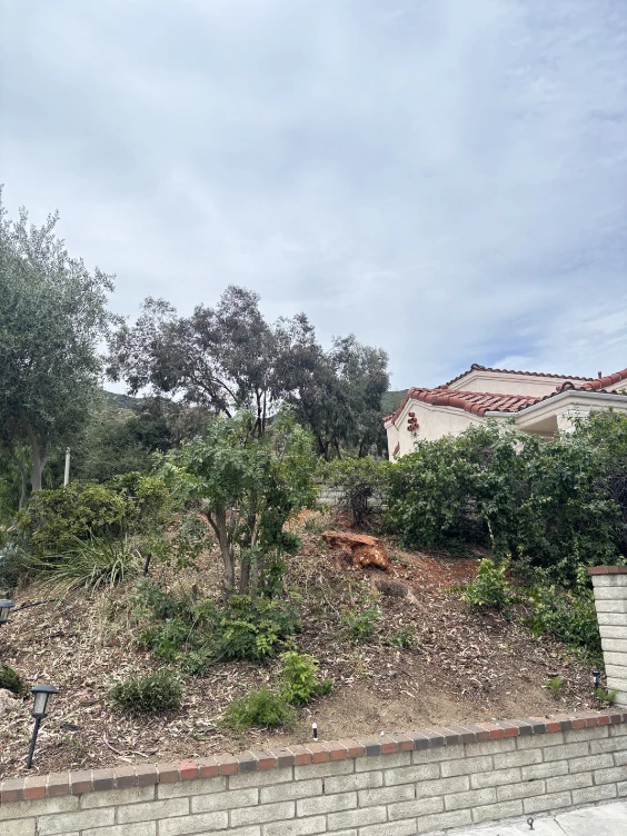 tree removal services in Sylmar