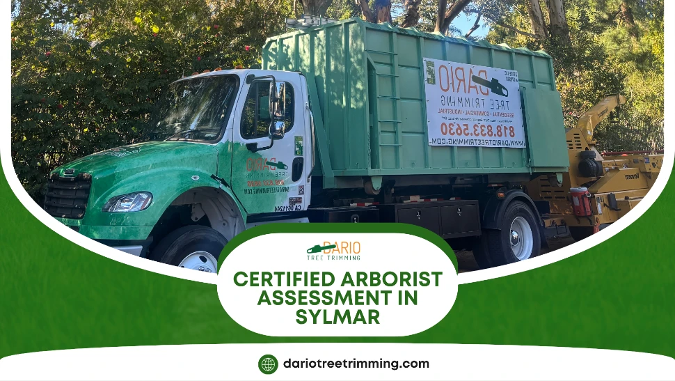 certified arborist assessment in Sylmar