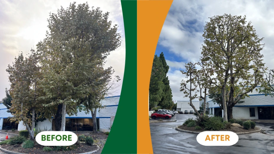 tree services in Sylmar