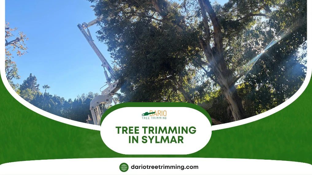 tree trimming Sylmar