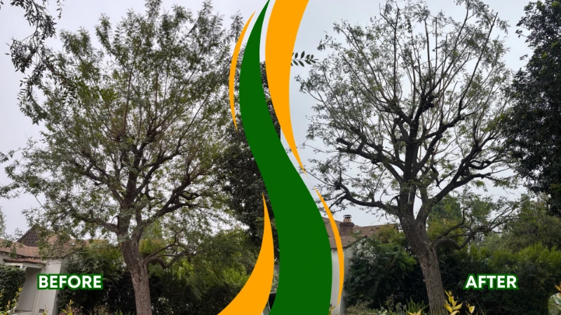 tree trimming services in California