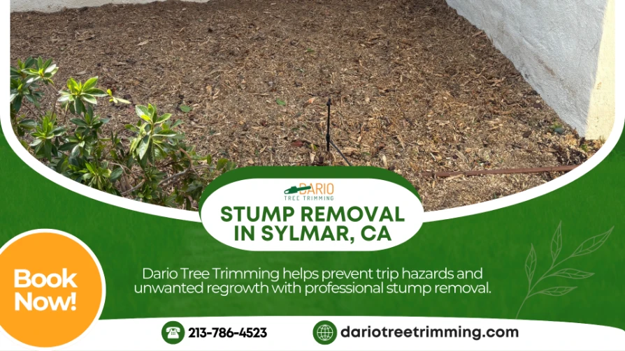 stump removal in Sylmar