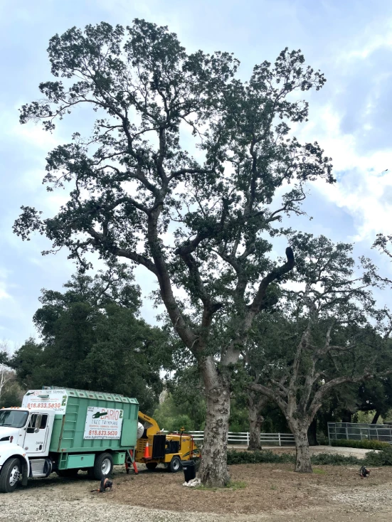 tree companies near me