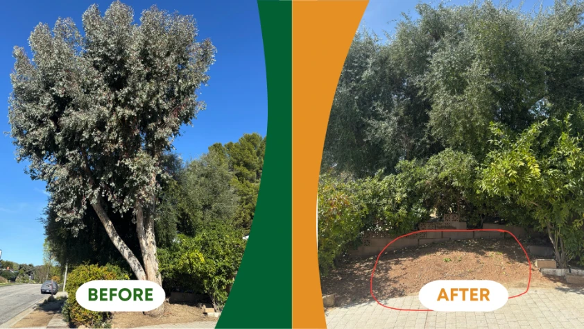 tree services in Sylmar